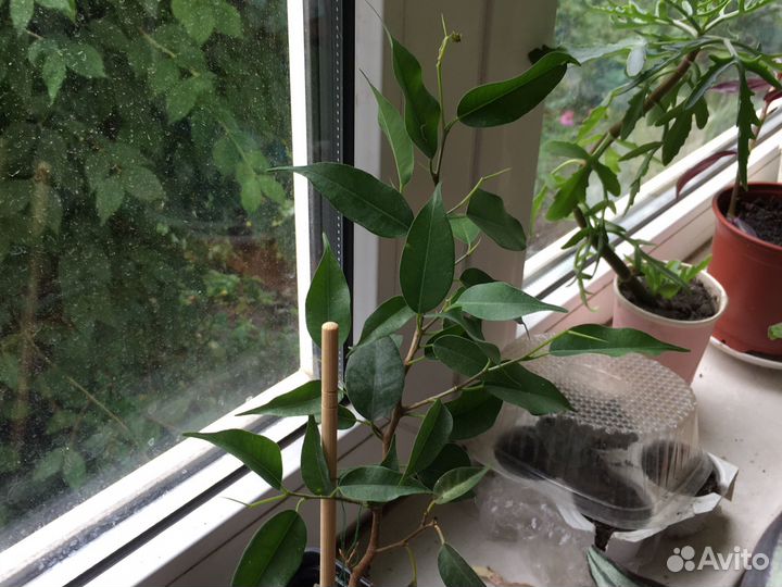 Замиокулькас и др. Комнатные растения