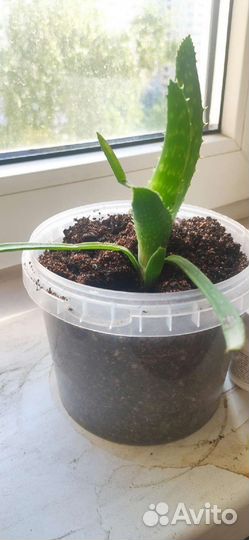 Комнатные растения цветы аллое