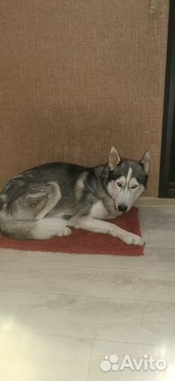 Сибирский хаски бесплатно