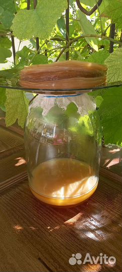 Чайный гриб