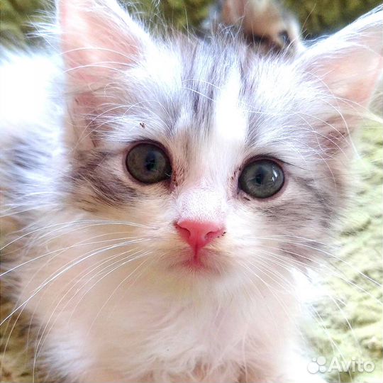 Котенок Тоша
