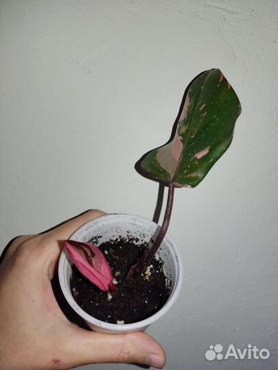 Филодендрон розовая принцесса