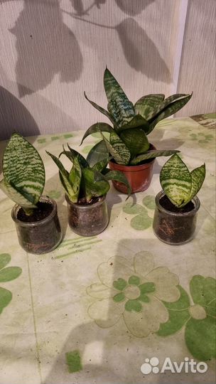 Сансевиерия