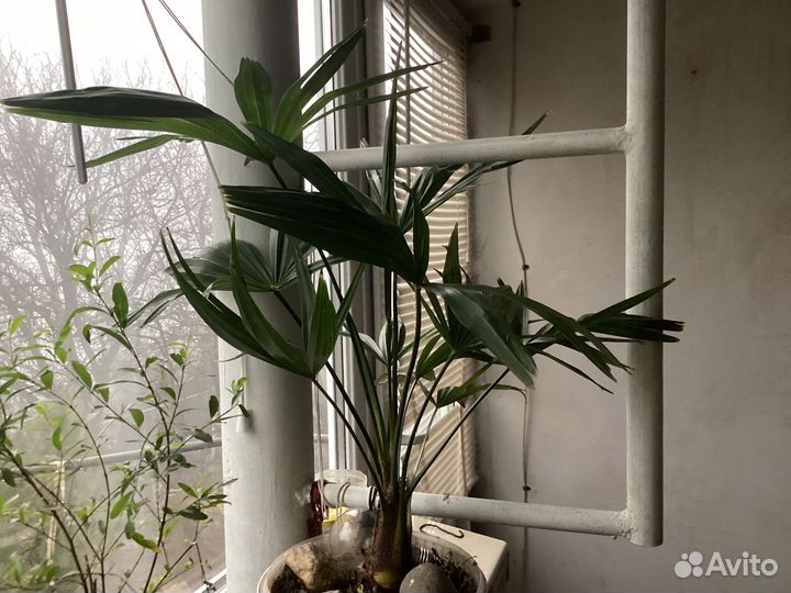 Веерные пальмы