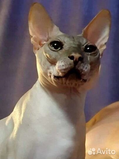 Донской сфинкс вязка