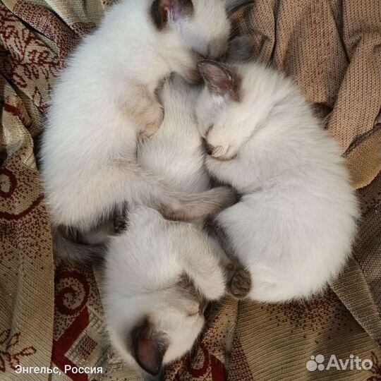 Котята в добрые руки