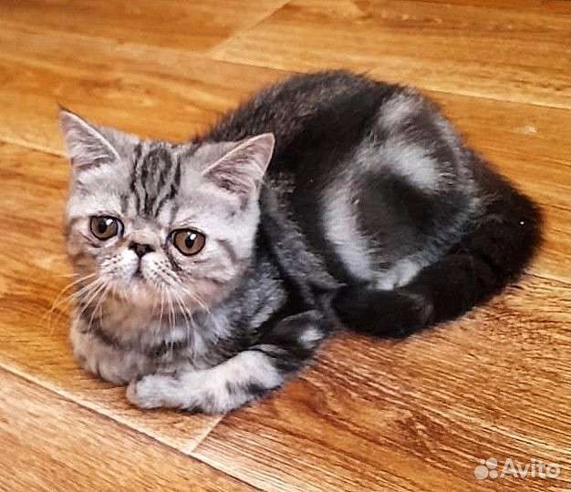 Экзотический мальчик