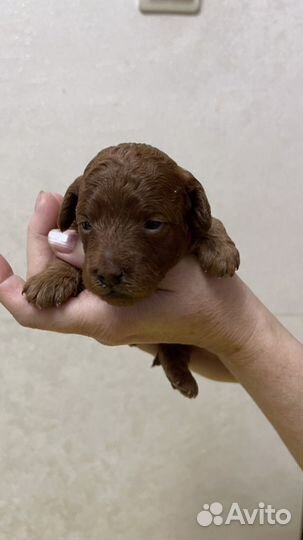 Щенки той пуделя красные