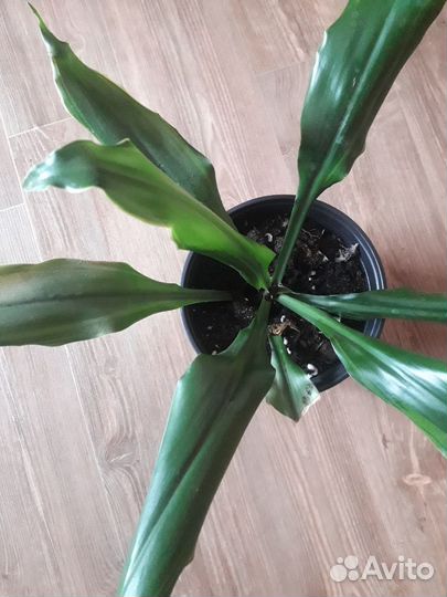 Комнатные цветы Шефлера,Драцена, Сансиеверия