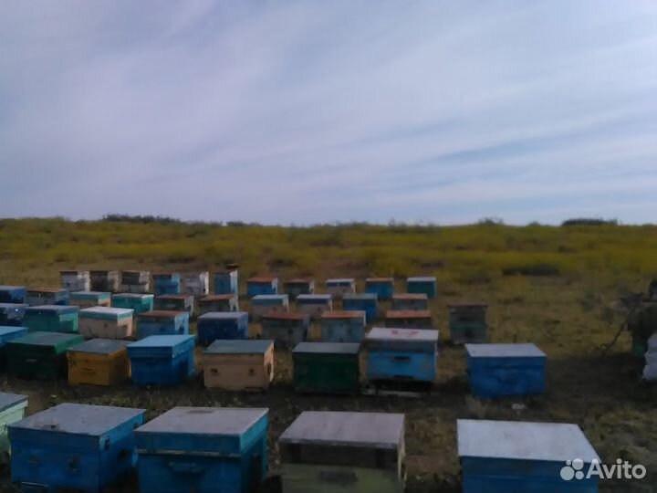 Мед молочаевий