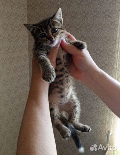 Котенок в добрые руки