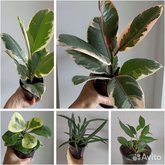 Фикусы Комнатные растения Большие