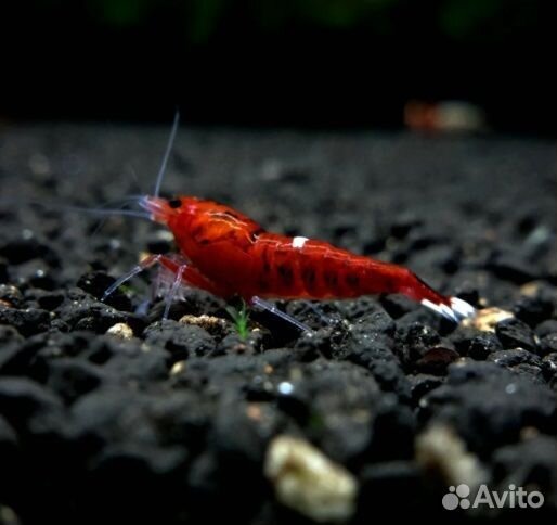 Аквариумные Креветки Ruby Red