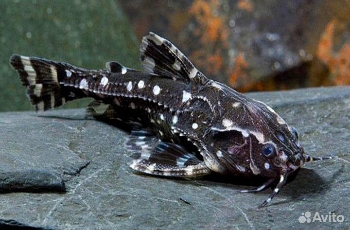 Сом агамикс звездчатый или агамиксис белопятнисты