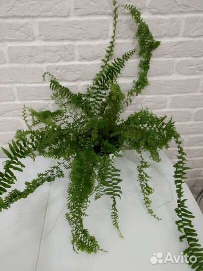 Папоротник комнатный