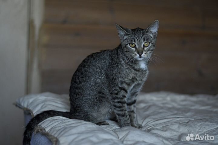 Котенок шпротик Тотошка ищет семью