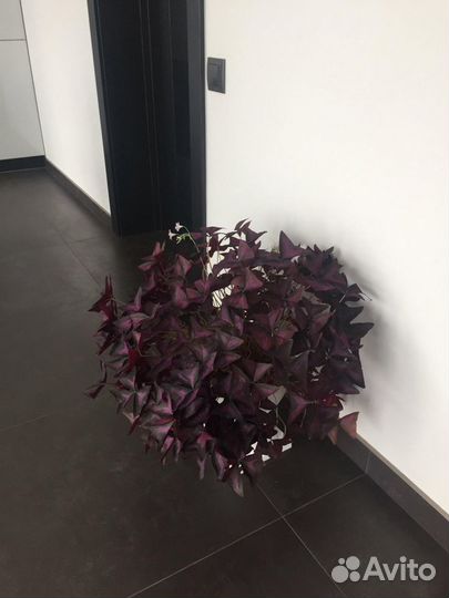 Кислица оксалис
