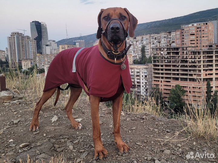 Охлаждающая попона жилет для собаки