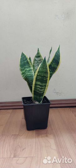 Сансевиерия Щучий хвост