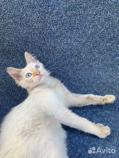 Сиамский котенок ищет дом