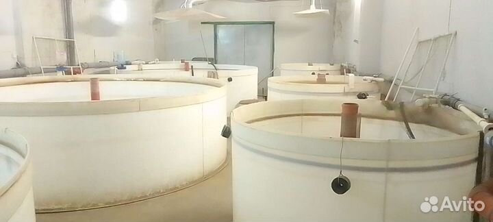 Узв для разведения рыбы