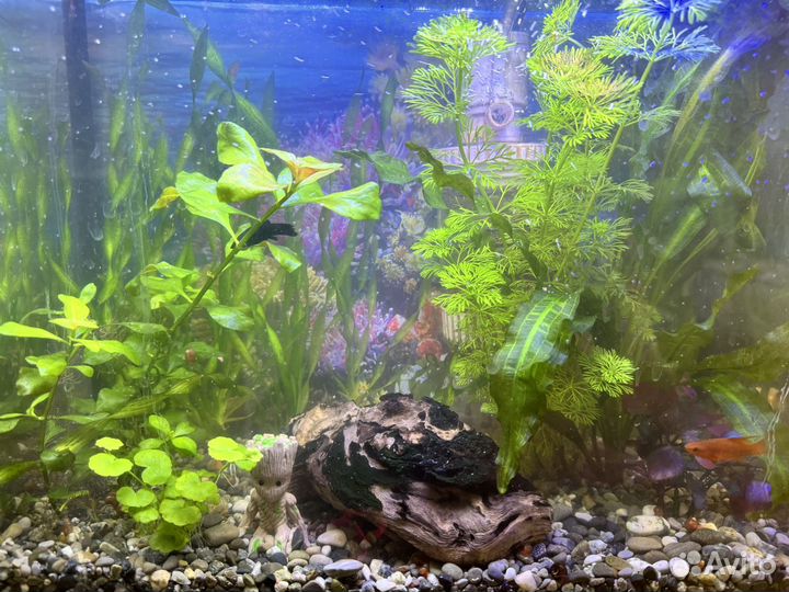 Аквариумные растения, водоросли