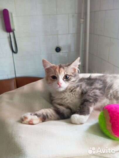 Пушистая 3х цветочка в Ваш дом