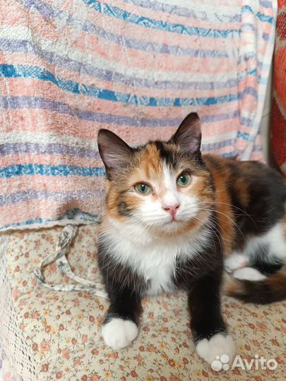 Кошечка Люся