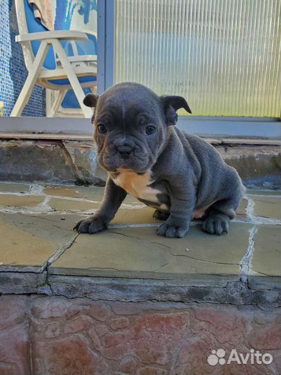 Голубой бульдог