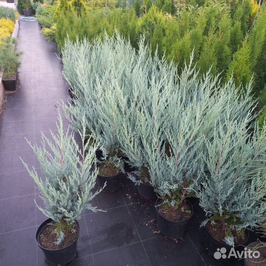 Можжевельник