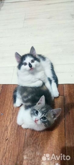 Кошка в дар