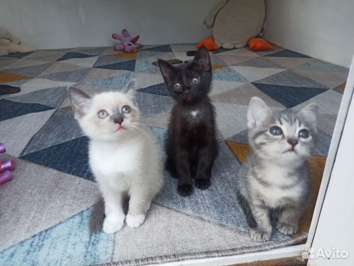 Добрые котята в хорошие руки