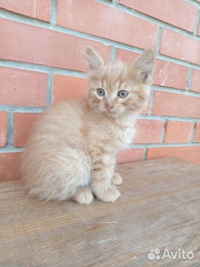 Курильский бобтейл, 2 мальчика