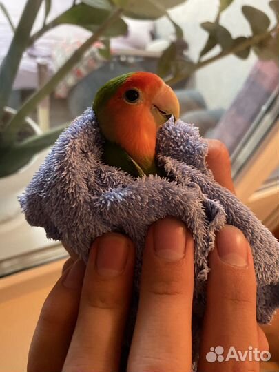 Попугаи неразлучники