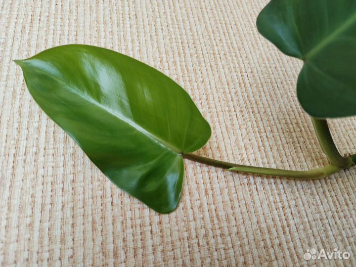 Филодендрон копьевидный