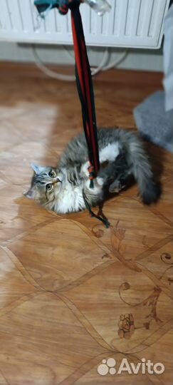 Кошки в добрые руки бесплатно