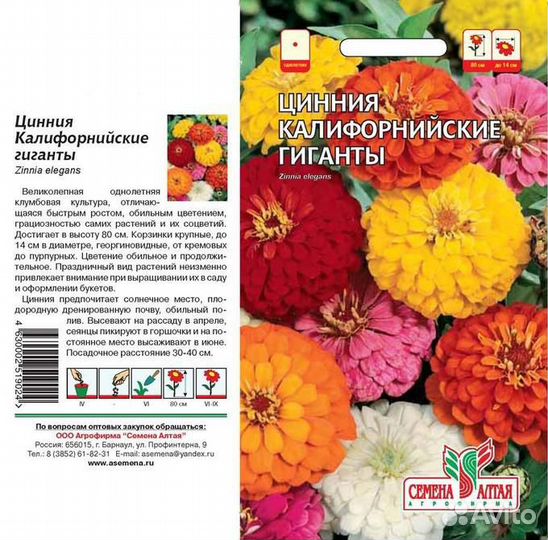 Цинния однолетняя рассада