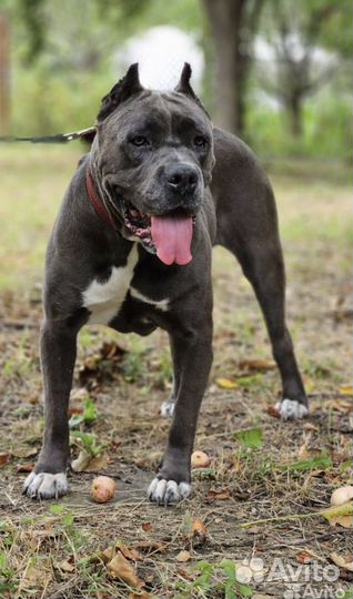 Кане корсо бесплатно в хорошие руки