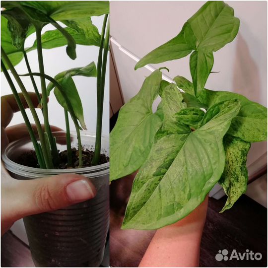 Комнатные цветы