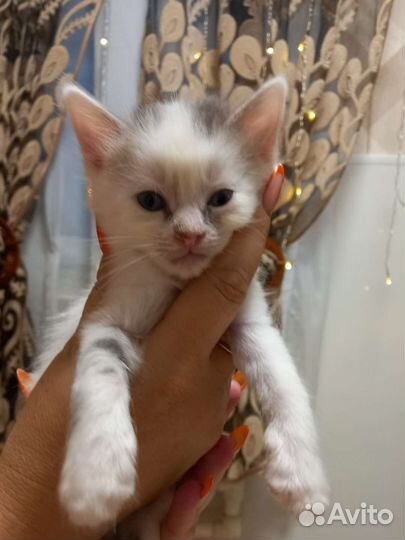 Кошки бесплатно