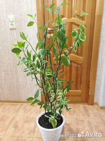 Педилантус