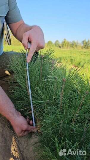 Саженцы сосны и ели окс от производителя