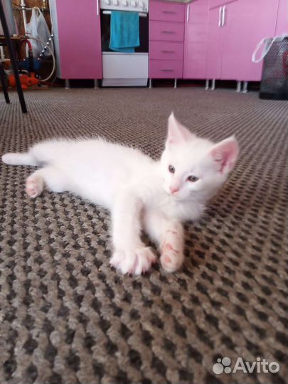 Отдаем котят