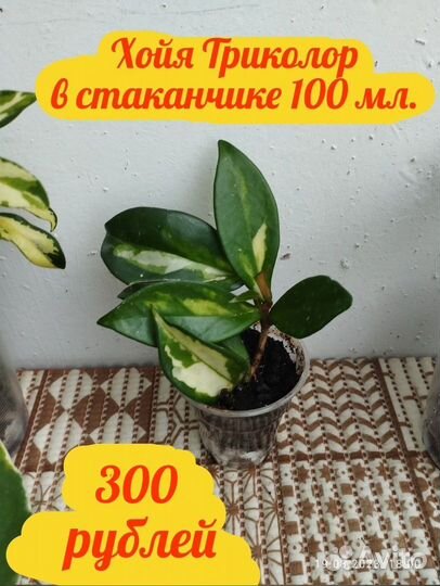 Хойя Карноза Триколор, Кримсон Квин, Шеффлера