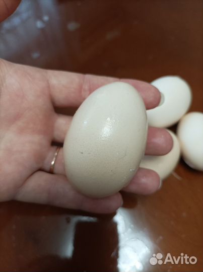 Домашние куриные яйца, можно набрать на инкубацию