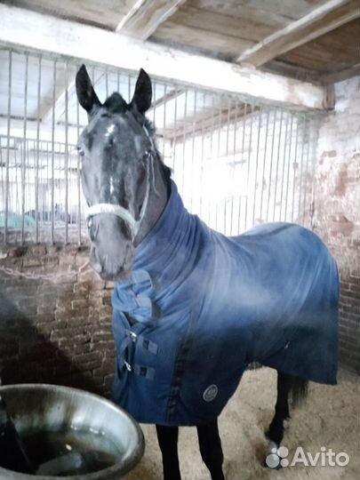 Жеребец Орловский рысак