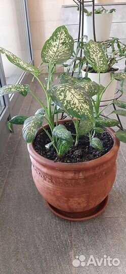 Диффенбахия