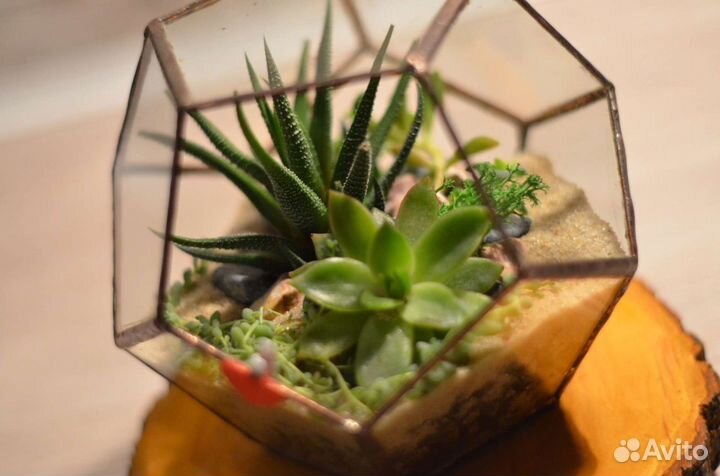Флорариум Додекаэдр с суккулентами
