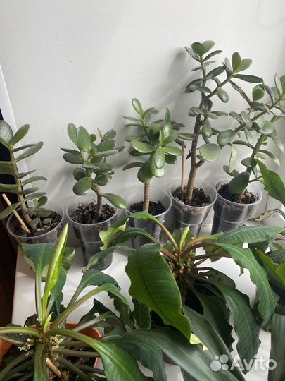 Толстянка, денежное дерево