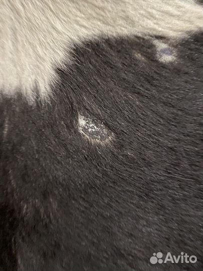 Шкура коровья